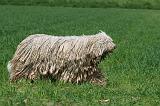 KOMONDOR 014